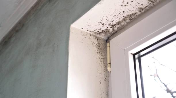 Best HVAC Mold Remediation in Asbury Lake, FL