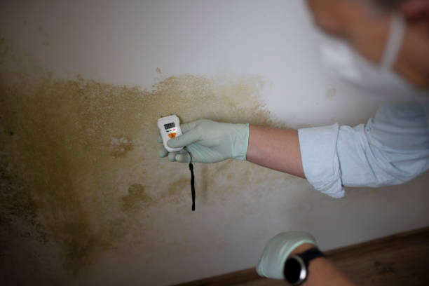 Best Post-Flood Mold Remediation in Asbury Lake, FL