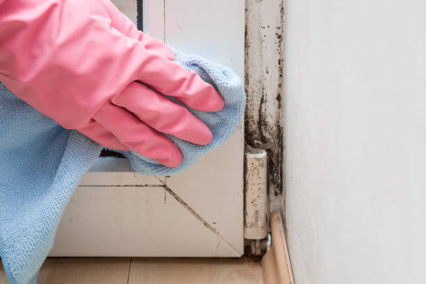 Reliable Asbury Lake, FL Mold Remediation Solutions
